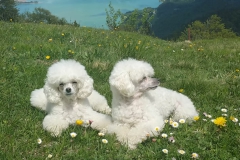 42063e_039396e6b06a4c5192d54a455f20c46fmv2