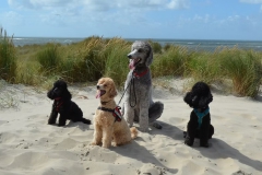 42063e_adf90a2e38d0432cb8293a7176c6f1a5mv2