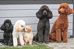 42063e_d67f7269a09c40bf99ff2a217ba727damv2