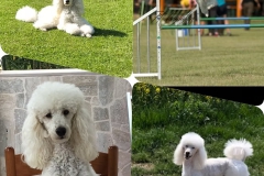 collageGabriele
