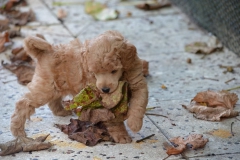 welpen_fawn_2021_1_JPG