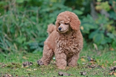 welpen_fawn_2021_2
