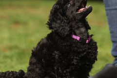 welpen_schwarz_2022