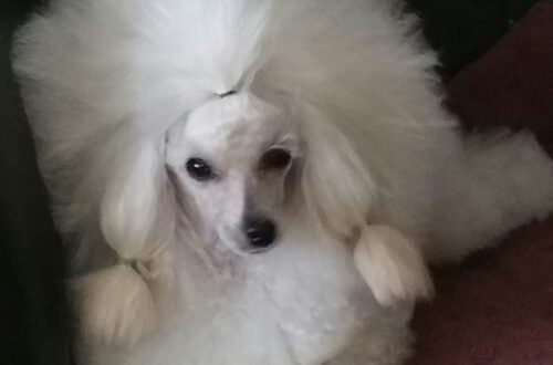 Jack-of-Little-White-Diamond